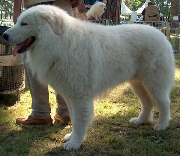 Cane da Pastore Maremmano-Abruzzese