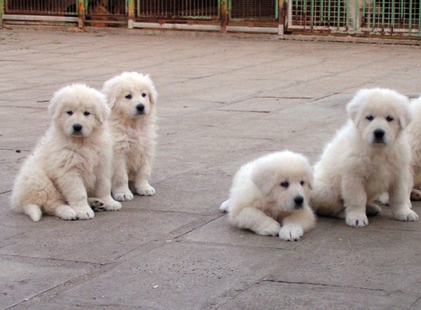 Cane da Pastore Maremmano-Abruzzese