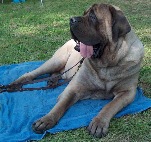 Mastiff 