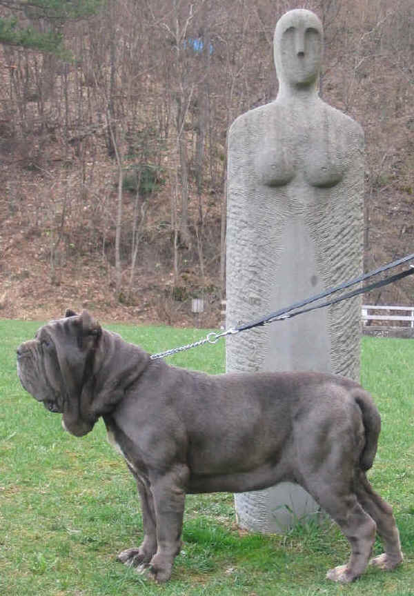 Mastino Napoletano