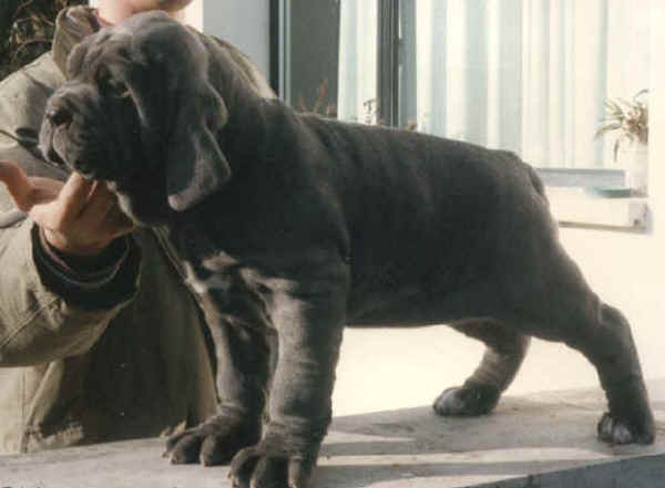 Mastino Napoletano