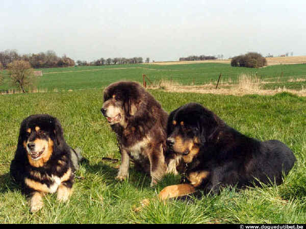 Mastino Tibetano