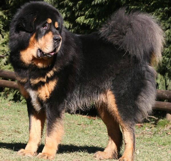 Mastino Tibetano