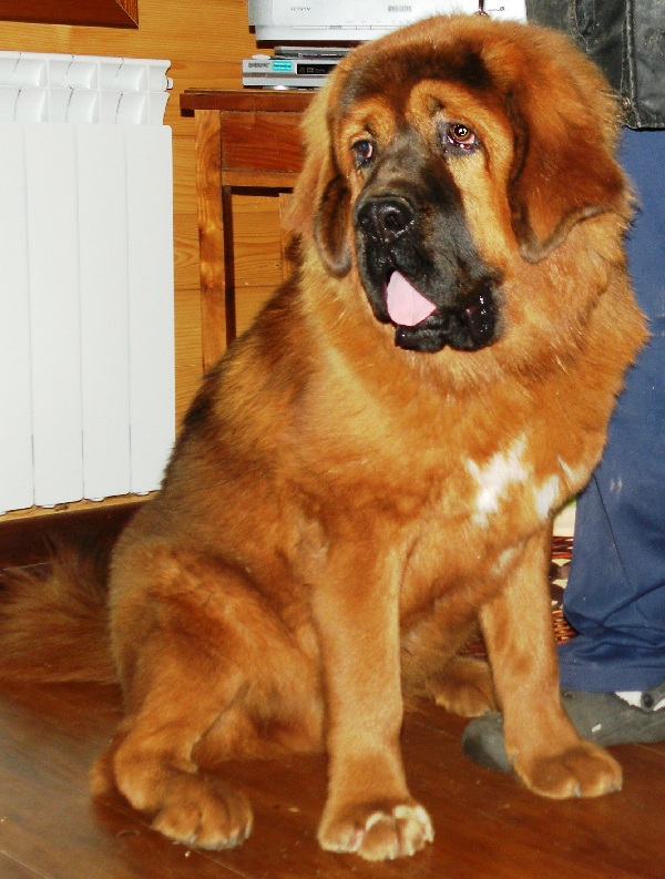 Mastino Tibetano