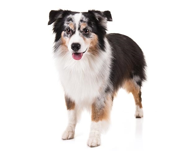 Miniature American Shepherd