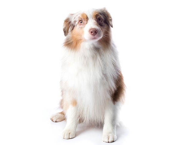 Miniature American Shepherd