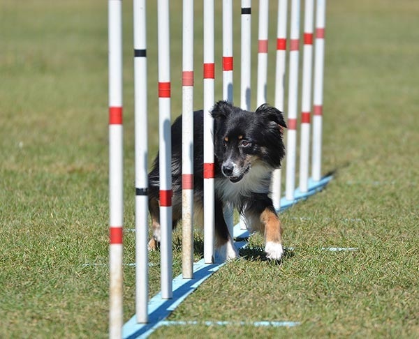 Miniature American Shepherd