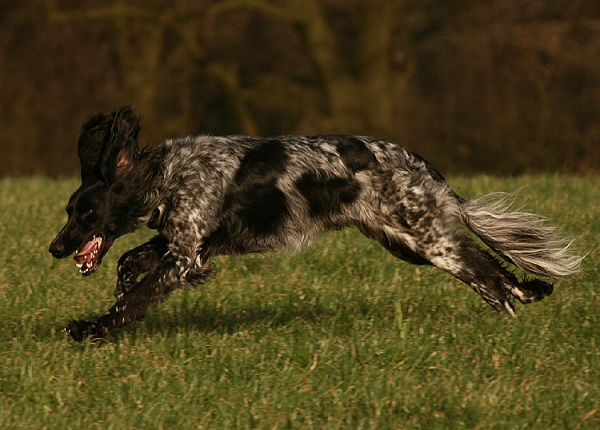 Münsterländer Grande