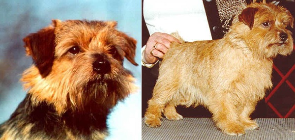 Norfolk Terrier 