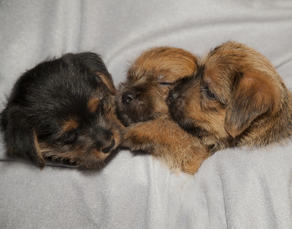 Norfolk Terrier 