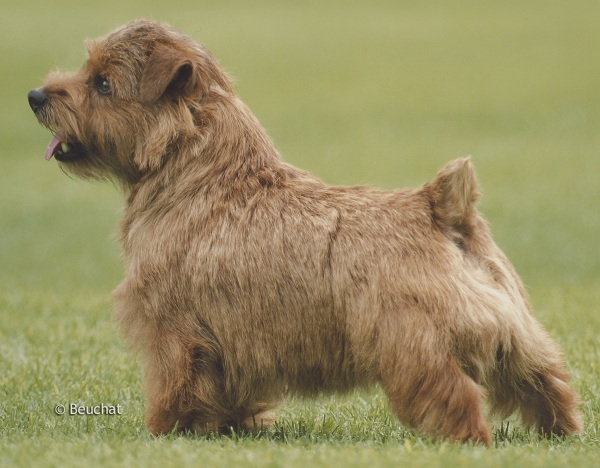 Norfolk Terrier 