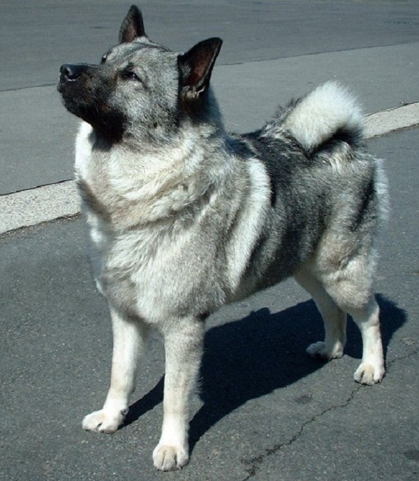 Norsk Elghund Grigio 