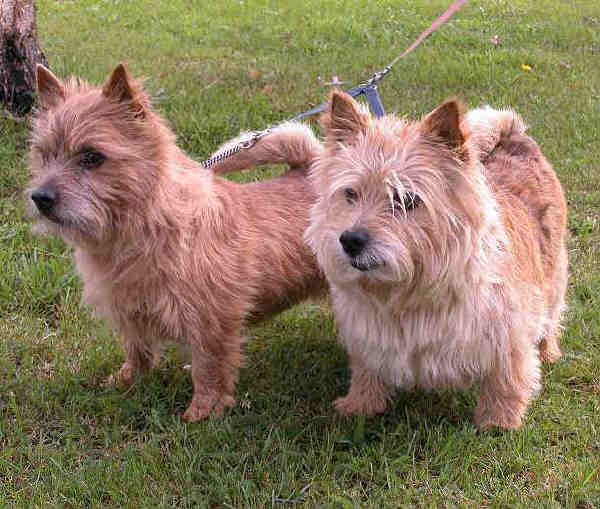 Norwich Terrier
