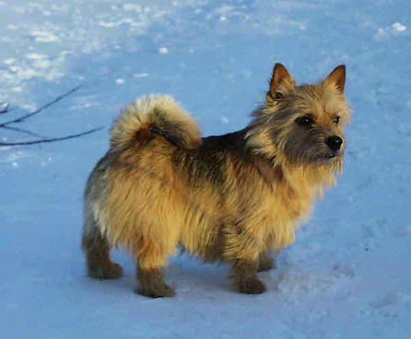 Norwich Terrier