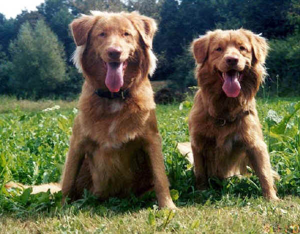 Nova Scotia Duck Tolling Retriever