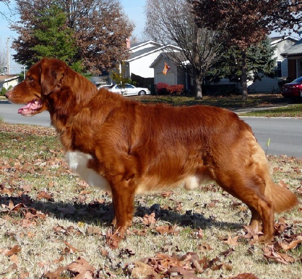 Nova Scotia Duck Tolling Retriever