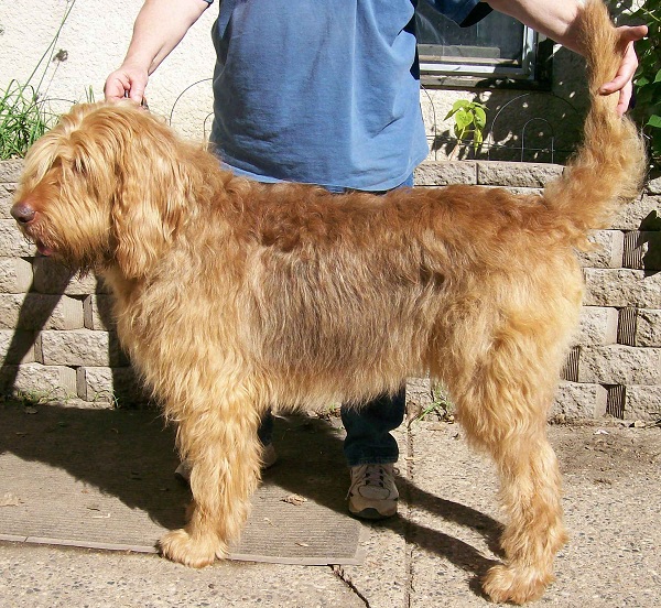 Otterhound