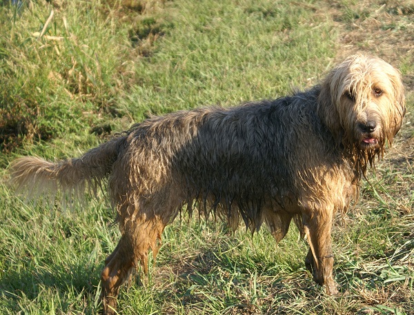 Otterhound