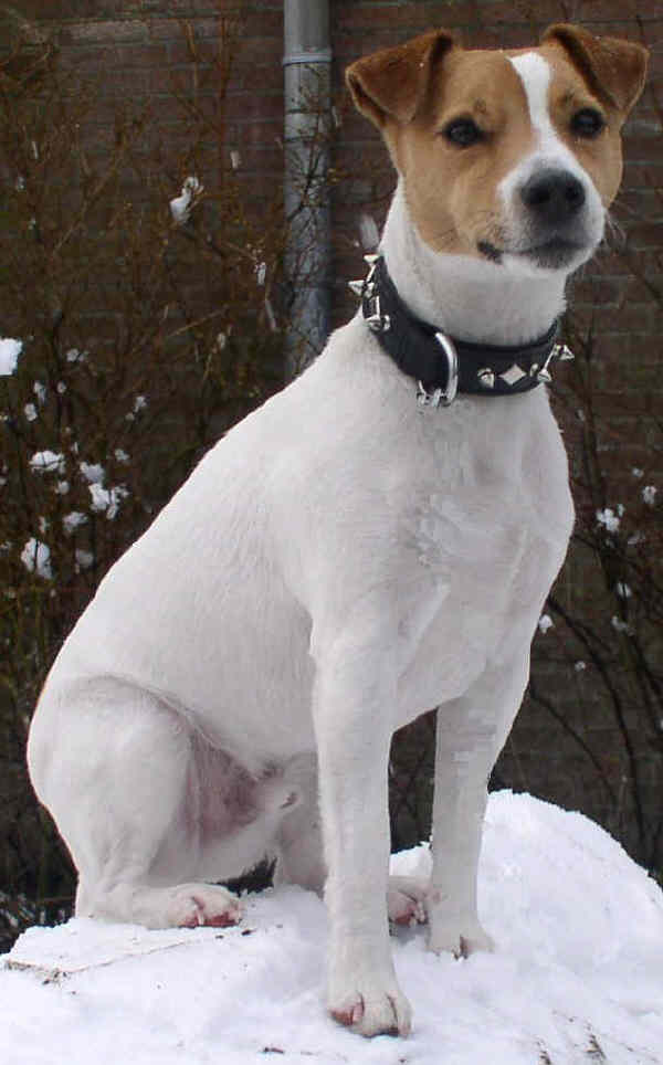 Parson Jack Russel Terrier 