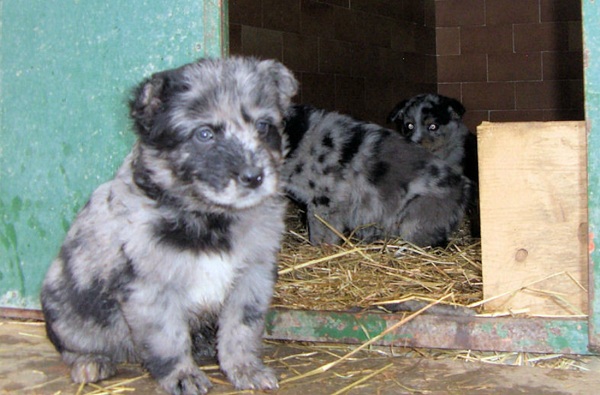 Razze Cani Cane Da Pastore Di Oropa