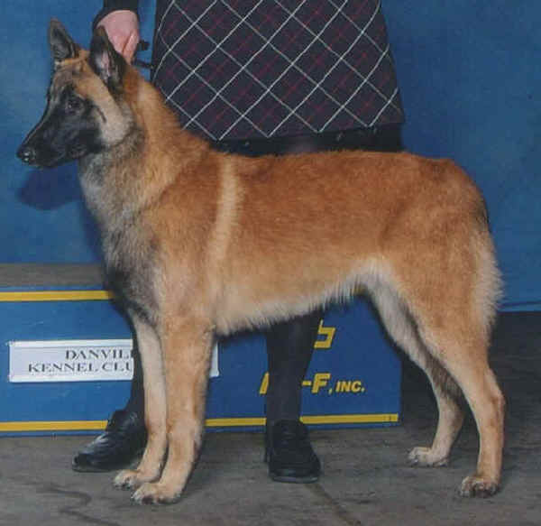 Pastore Belga Malinois