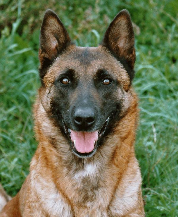 Pastore Belga Malinois