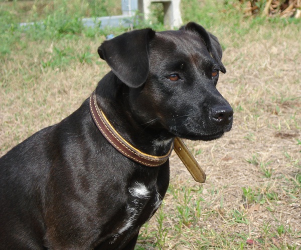 Patterdale Terrier