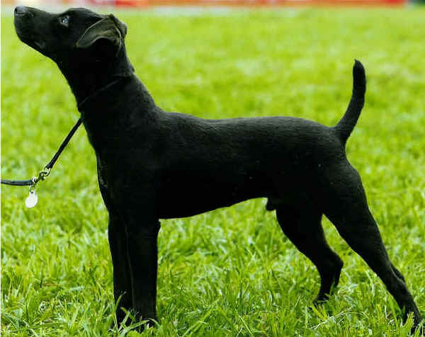 Patterdale Terrier