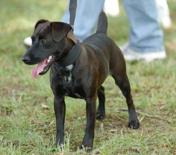 Patterdale Terrier