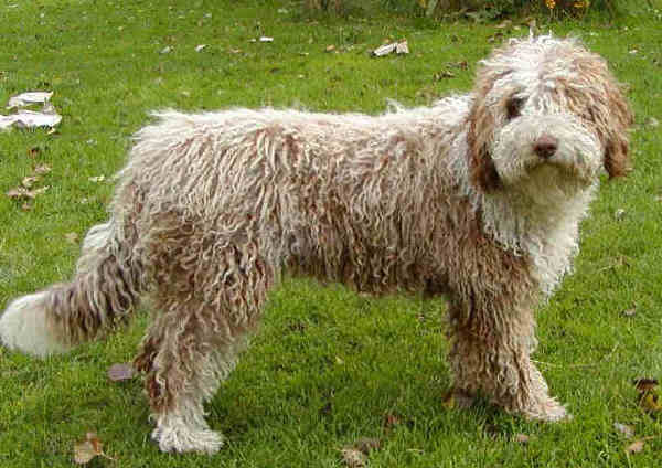 Perro de Agua Espanol