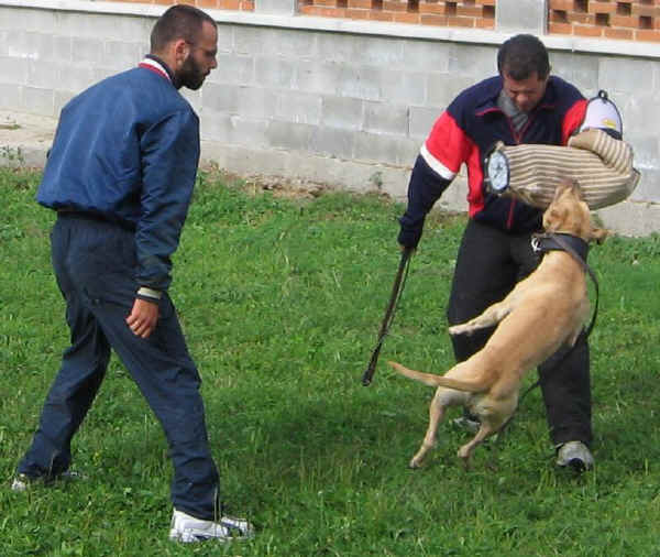 Perro de Presa Mallorquin