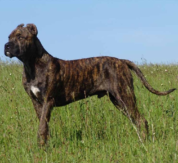 Perro de Presa Spagnolo