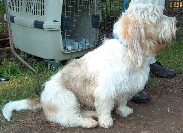 Petit Basset Griffon Vendéen 