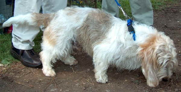 Petit Basset Griffon Vendéen 