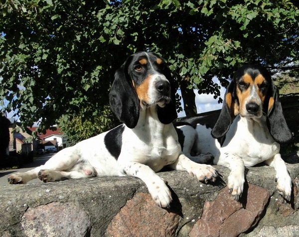 Piccolo Segugio del Bernese