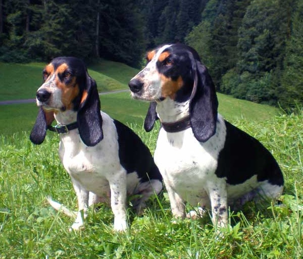 Piccolo Segugio del Bernese