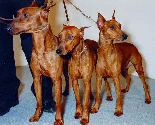 Pinscher