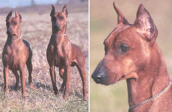 Pinscher