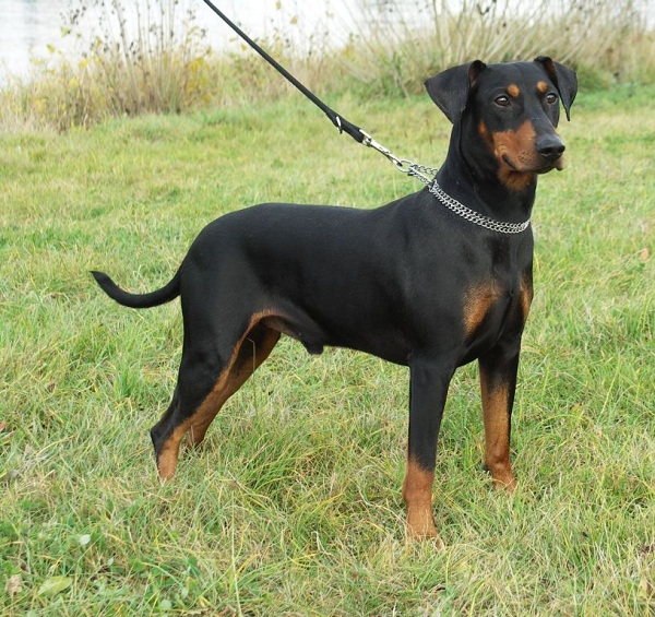 Pinscher