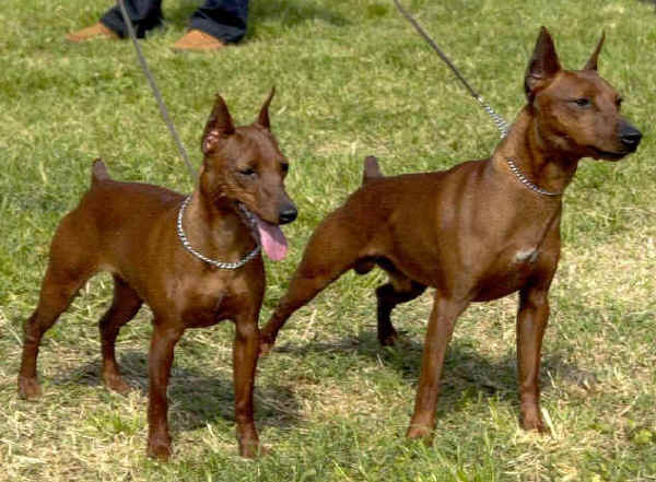 Pinscher Miniature