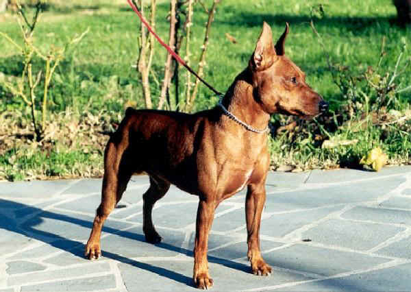 Pinscher Miniature