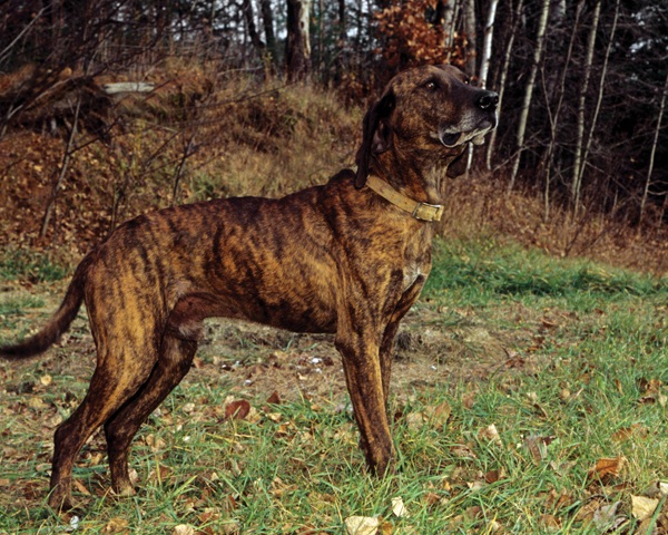 Plott Hound