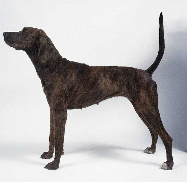 Plott Hound