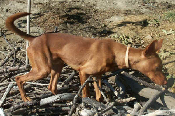 Podenco Andaluso