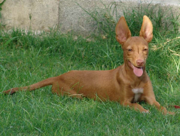 Podenco Andaluso a pelo raso