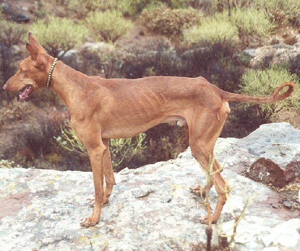 Podenco Canario