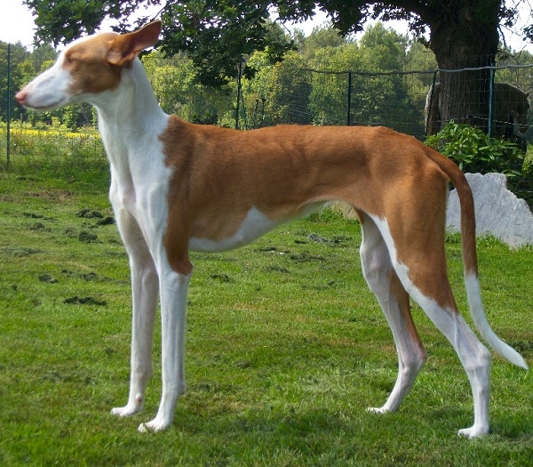 Podenco Ibicenco Pelo Corto