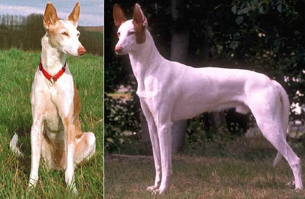 Podenco Ibicenco Pelo Corto