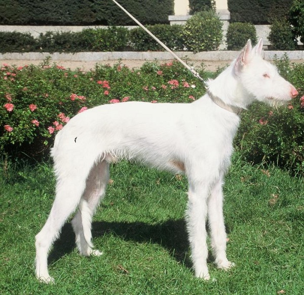 Podenco Ibicenco Pelo Duro 