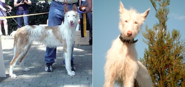 Podenco Ibicenco Pelo Duro 